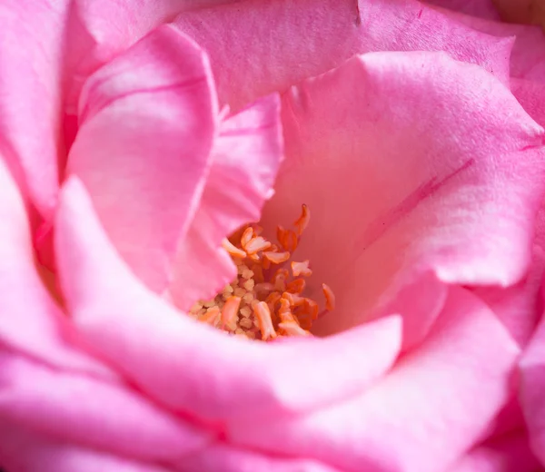 Ljusa Rosa Ros — Stockfoto