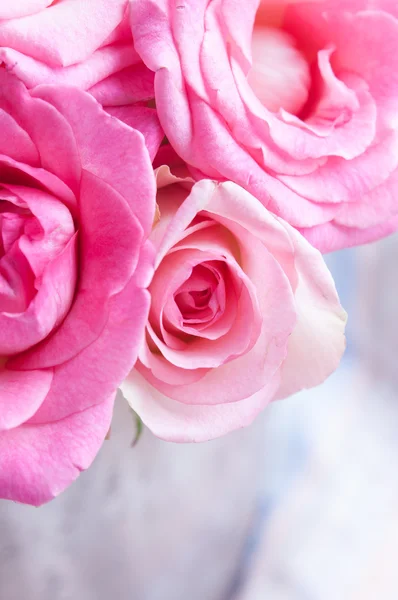 Roze rozen — Stockfoto