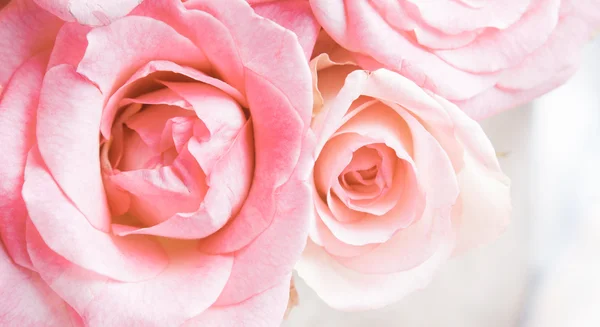 Rosas cor de rosa — Fotografia de Stock