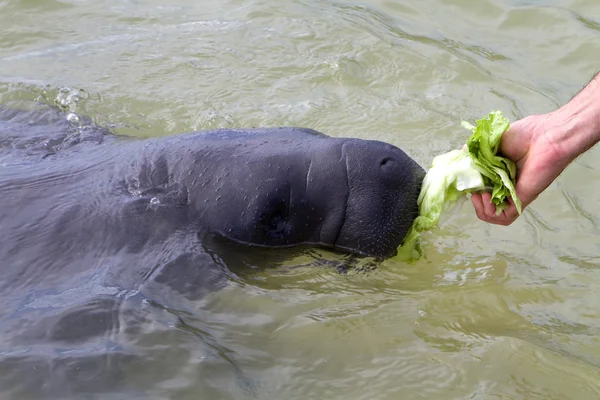 Manatee besleme — Stok fotoğraf