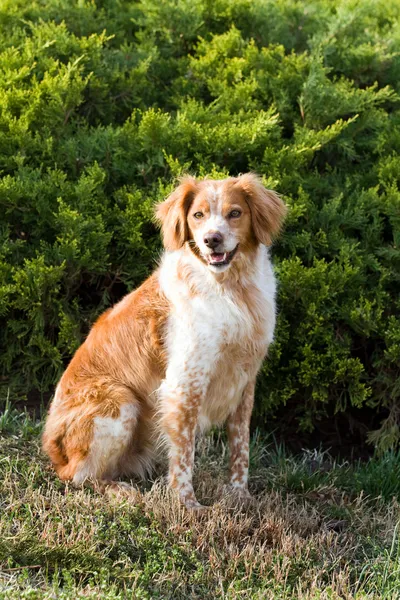 Brittany Spaniel francés —  Fotos de Stock