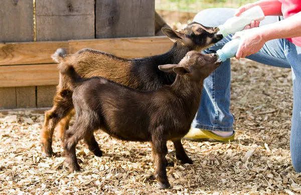 Κατσίκες ταΐζετε με μπιμπερό — Φωτογραφία Αρχείου