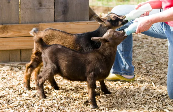 Bottle Feed Goats — Stock Photo, Image