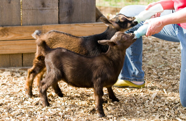 Bottle Feed Goats