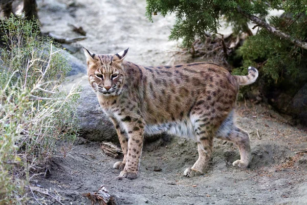 Luchs — Stockfoto