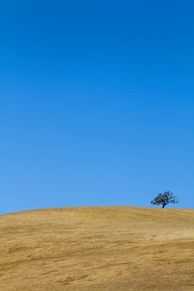 Árvore em Hillside estéril — Fotografia de Stock