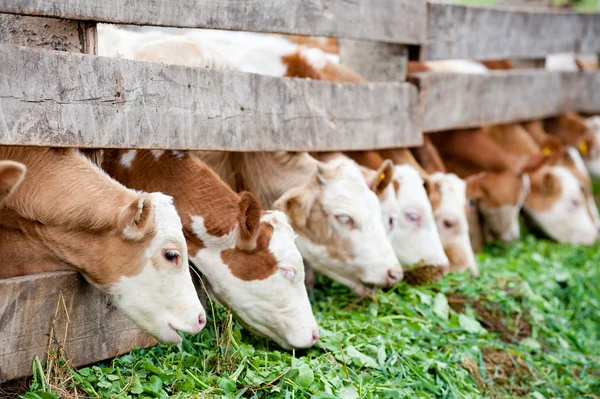 calves eating green grass