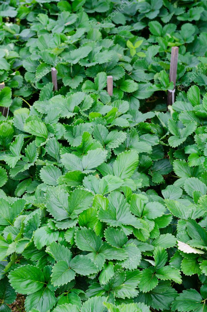 Strawberry bed — Stock Photo © withGod #29631541