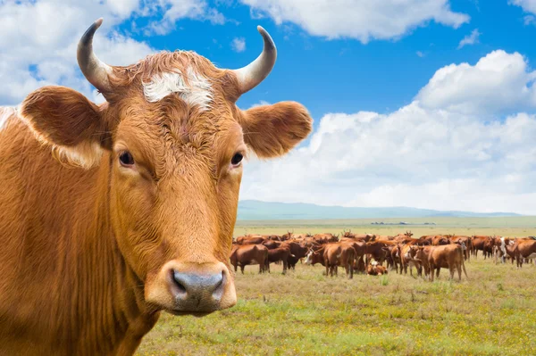 cow, isolated over summer meadow