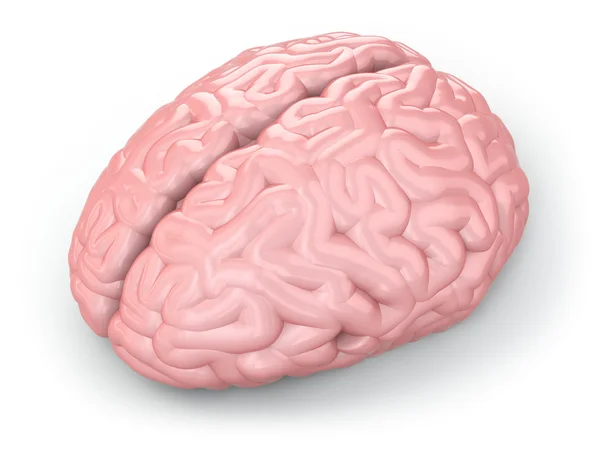 人脑 — 图库照片