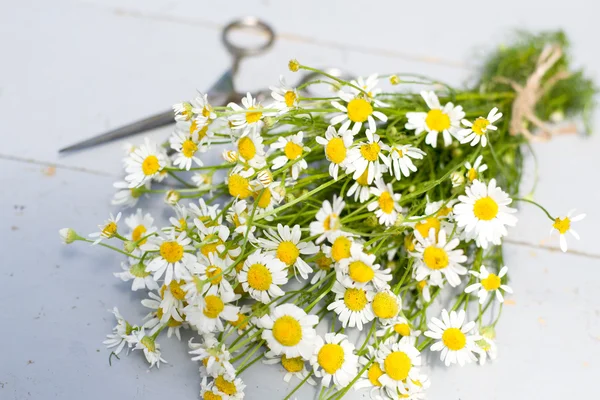 Massa camomile — Stockfoto