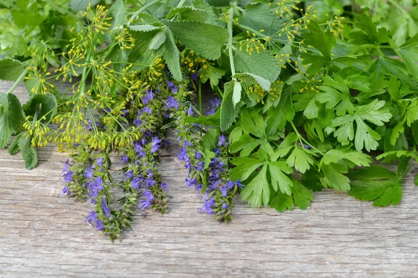 Hierbas aromáticas frescas — Foto de Stock