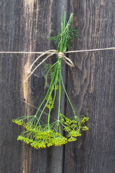 Nyskördade dill hängande och torkning — Stockfoto