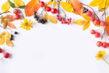 Beyaz arka planda sonbahar yaprakları, çiçekler ve böğürtlenler