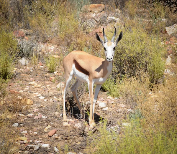 Springbok antilope (antidorcas marsupialis), Zuid-Afrika. — Stockfoto