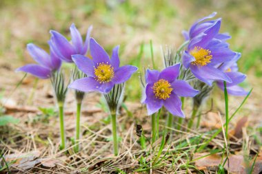 Pasque flower in a forest clipart