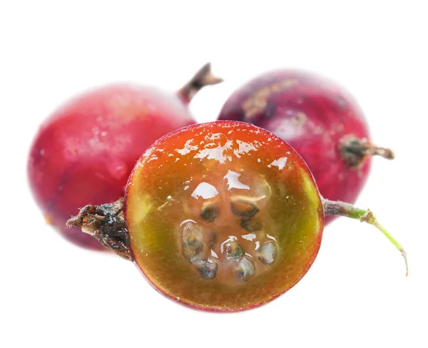 白底褐色鹅莓 — 图库照片