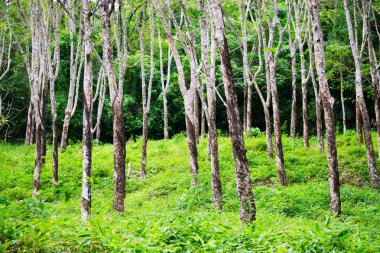 Kauçuk ağaçları hevea orman Tayland at