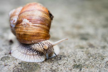 yenilebilir salyangoz tarar