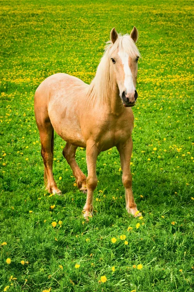 Cavallo al pascolo verde — Foto Stock