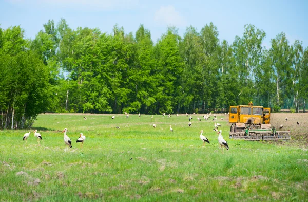 Migrující zásoby vrátil do zelené jaro sever — Stock fotografie