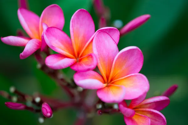 Rama de flores rosadas tropicales — Foto de Stock