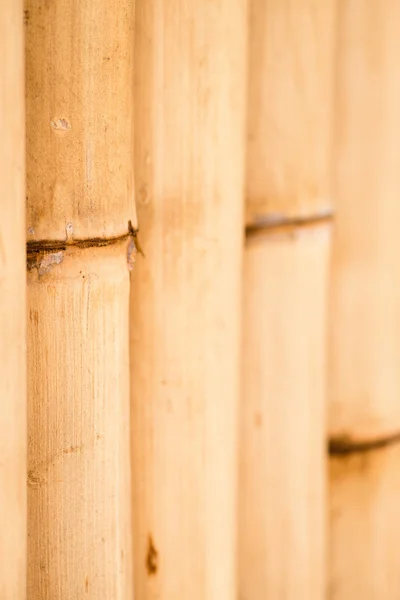 Bamboo fence — Stock Photo, Image