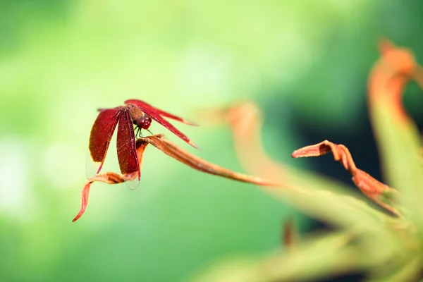 Una libellula rossa a riposo su una foglia — Foto Stock