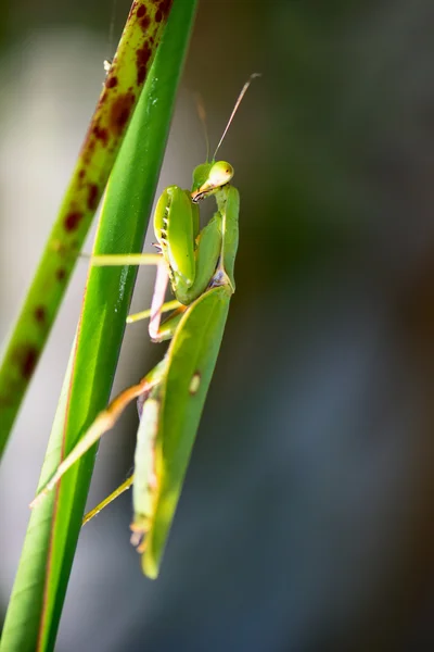 Mantis. — Fotografia de Stock