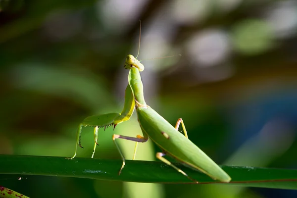 カマキリ — ストック写真