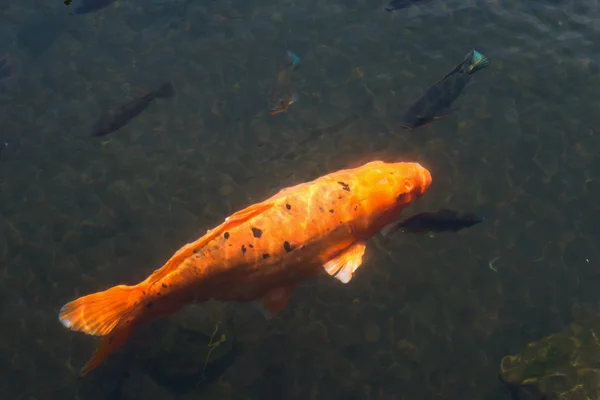 Peixe dourado na lagoa — Fotografia de Stock