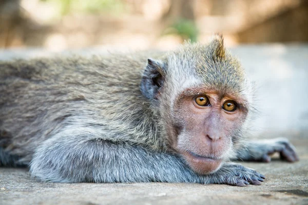 Macaco relaxado — Fotografia de Stock