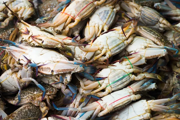 Ferske krabber i bakgrunnen – stockfoto