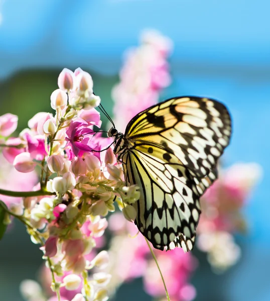 White and black Nymph butterfly on flowers — Stock Photo, Image