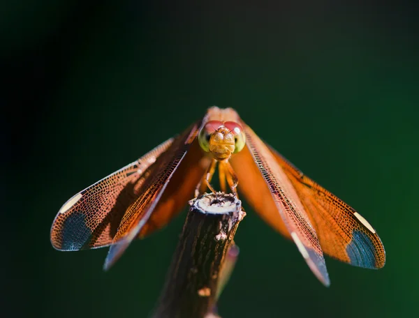 Libélula vermelha descansando no ramo — Fotografia de Stock