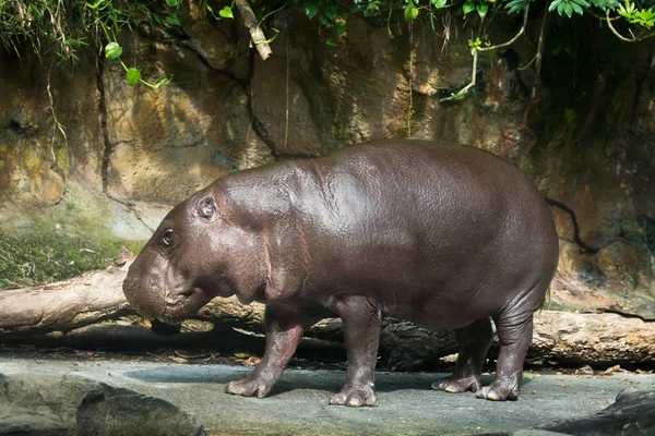 Nilpferdpygmäen — Stockfoto