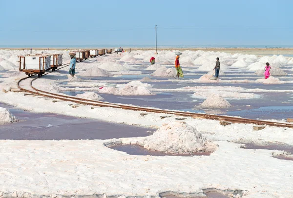 Salt samlande på salt gård, Indien — Stockfoto