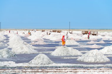 tuz tuz çiftliği, Hindistan toplama
