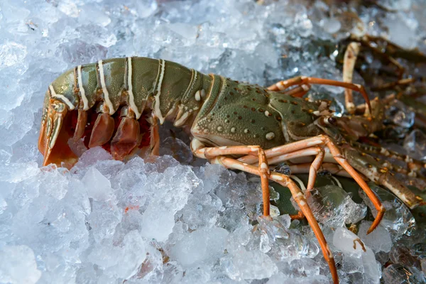 Frischer Hummer auf Eis — Stockfoto