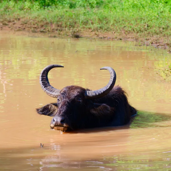 Water buffalo — Stockfoto