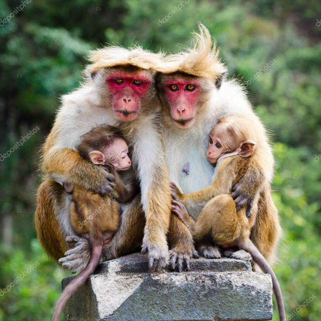  Monkey family   Stock Photo  Iryna Rasko 19909843