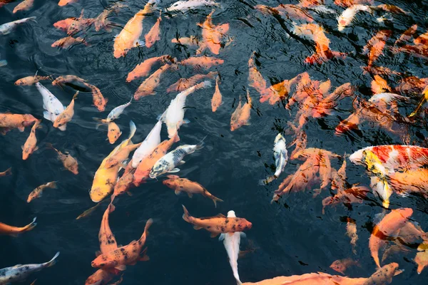 在池中鲤鱼锦鲤鱼 — 图库照片