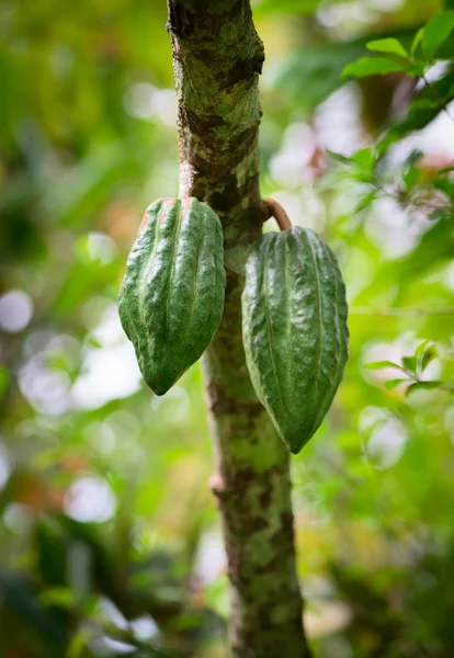 Cocoa pods on the tree — Stock Photo, Image