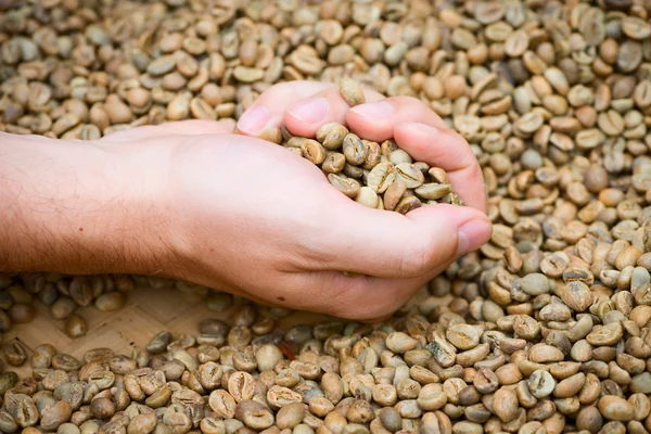 Granos de café sin tostar a mano —  Fotos de Stock