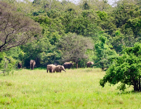 Rodina divokých asijských slonů v přírodě — Stock fotografie