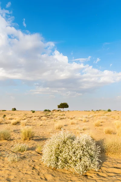 Ein Rhejri-Baum in der Wüste und blauer Himmel — Stockfoto
