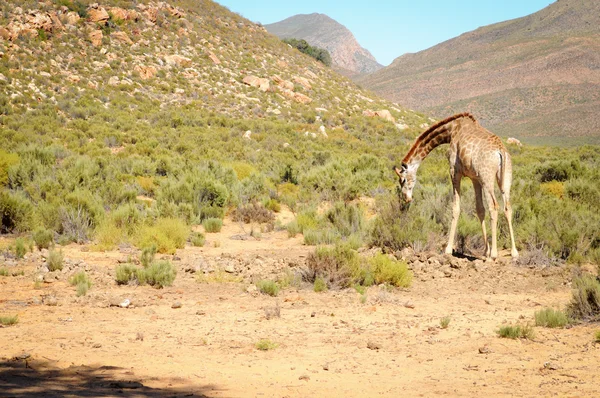 Jirafa silvestre en el área arbustiva africana — Foto de Stock