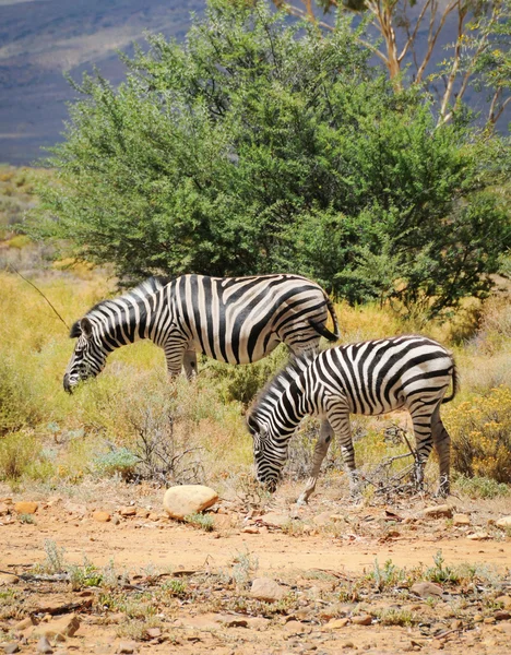 Puledro zebra con cavalla nel cespuglio selvatico — Foto Stock