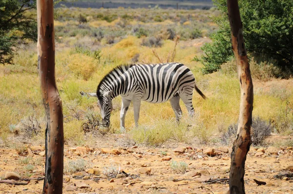 Cebra en arbusto salvaje africano — Foto de Stock