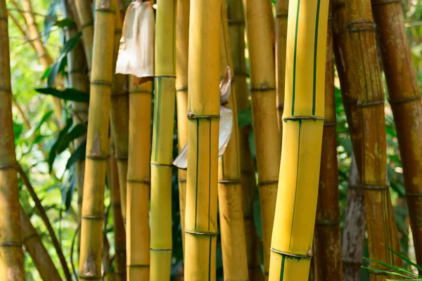 Yellow bamboo forest — Stockfoto